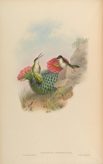 Leucippus chionogaster by John Gould